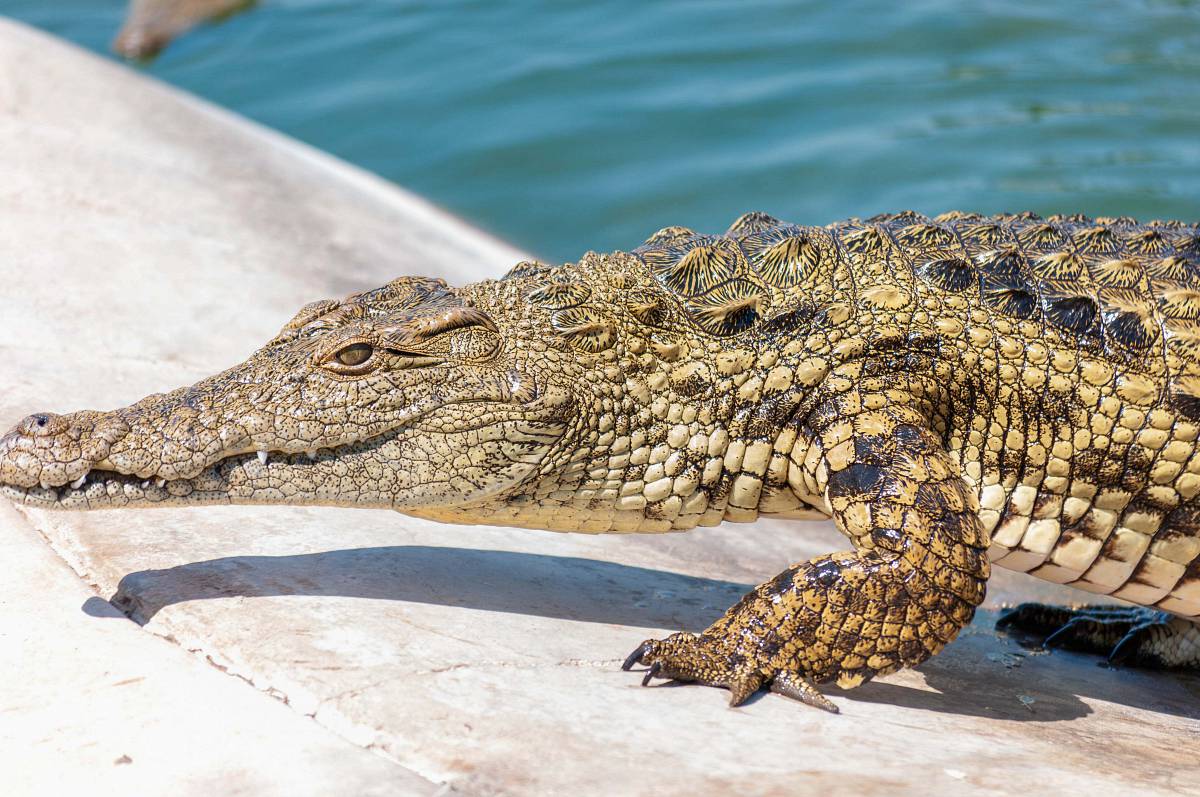 east lynne brown crocodile on white sand during daytime pretoria
